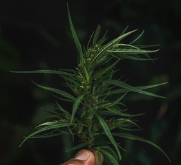 hand holding cannabis leaf on green nature background