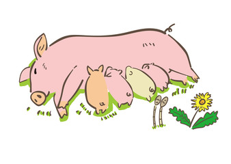 養豚場　授乳する豚　イラスト