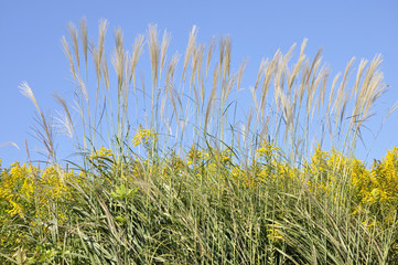 すすきとセイタカアワダチソウ