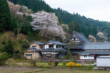 日本の山村の農家と桜