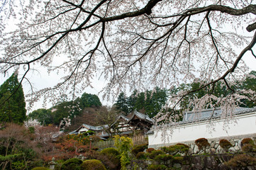Naklejka premium 日本的家屋と立派な桜