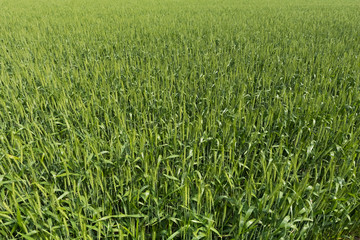 青い麦　Ear of growing blue wheat