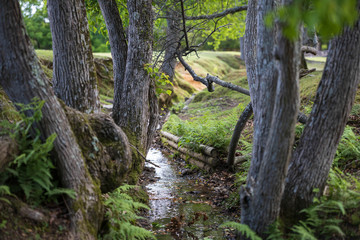 Small creek with bamboo wall trickles through small tree grove
