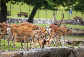 Herd of spotted deer on rocks and green grass at Nara Park