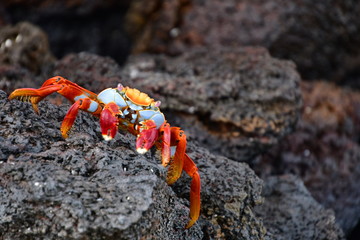 CANGREJO, ISLAS GALÁPAGOS