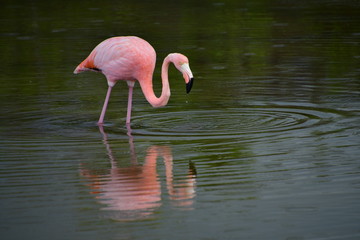 FLAMENCO, ISLAS GALÁPAGOS