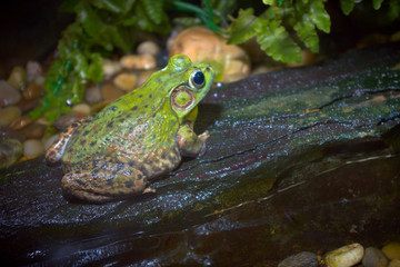 frog rock nature environment wildlife forest water animal