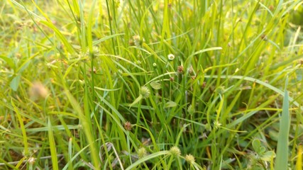 green grass with water drops