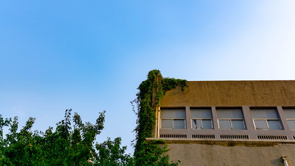 Vine covered old house