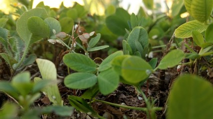green plant in the garden