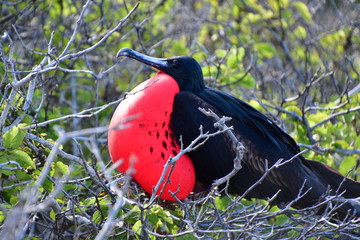 FRAGATA, ISLAS GALAPAGOS