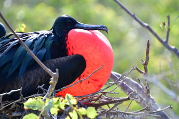 FRAGATA, ISLAS GALAPAGOS