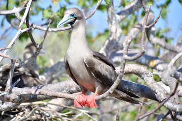 PIQUERO DE PATAS ROJAS, ISLAS GALAPAGOS