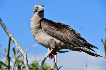 PIQUERO DE PATAS ROJAS, ISLAS GALAPAGOS