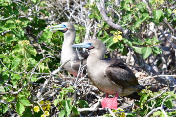 PIQUERO DE PATAS ROJAS, ISLAS GALAPAGOS