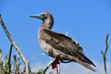 PIQUERO DE PATAS ROJAS, ISLAS GALAPAGOS