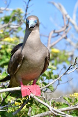PIQUERO DE PATAS ROJAS, ISLAS GALAPAGOS