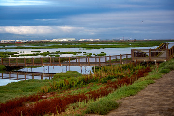 Quiet morning at the wetlands