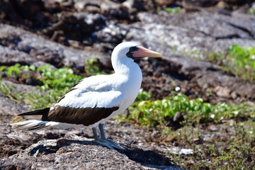 PIQUERO ENMASCARADO, ISLAS GALAPAGOS