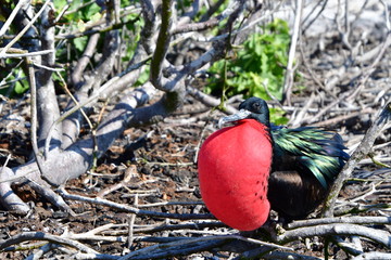 FRAGATA, ISLAS GALAPAGOS
