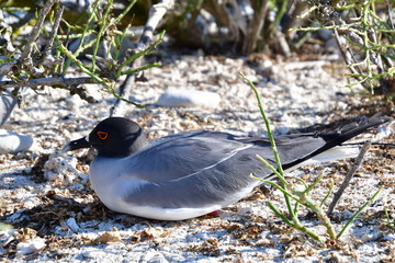 GAVIOTA DE COLA BIFURCADA, ISLAS GALAPAGOS