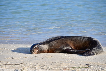 LOBO MARINO, ISLAS GALAPAGOS