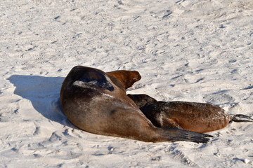 LOBO MARINO, ISLAS GALAPAGOS