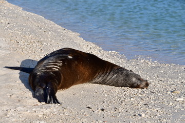 Fototapeta premium LOBO MARINO, ISLAS GALAPAGOS
