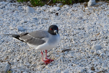 GAVIOTA DE COLA BIFURCADA, ISLAS GALAPAGOS