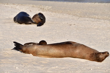 LOBO MARINO, ISLAS GALAPAGOS