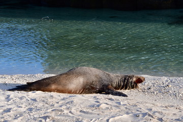 LOBO MARINO, ISLAS GALAPAGOS
