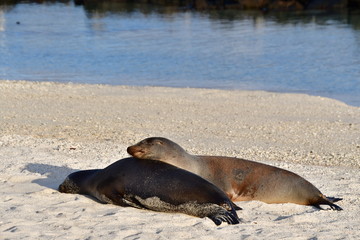 LOBO MARINO, ISLAS GALAPAGOS