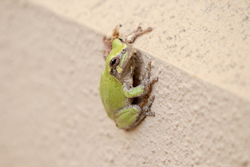 Frog on wall