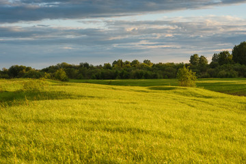 Fototapeta premium Green field by the sunset.