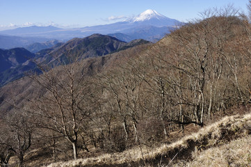 Obraz premium 丹沢からの富士山と愛鷹山