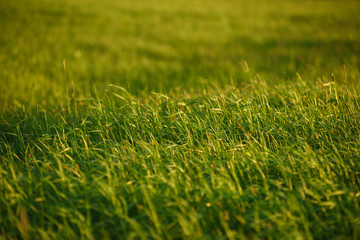 Green field by the sunset.