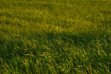 Green field by the sunset.