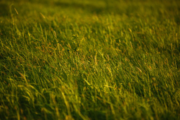 Green field by the sunset.