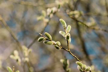 Natural background. Willow against the sky.