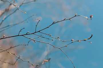 Fototapeta na wymiar Natural background. Willow against the sky.