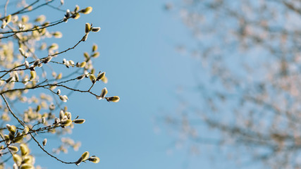 Natural background. Willow against the sky.