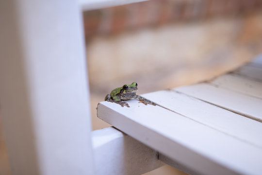 Frog Hanging Onto Chair