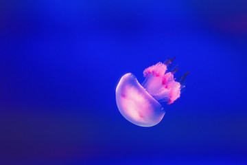 Jellyfish
