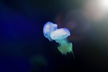 Jellyfish