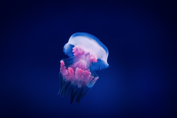 Jellyfish