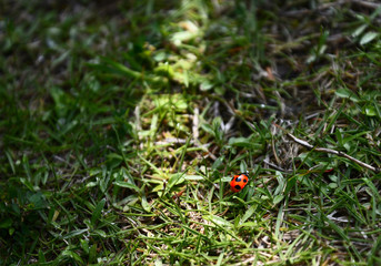 at my garden