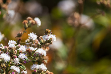 A beleza do inseto na natureza