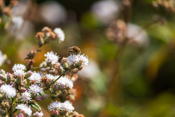 A beleza do inseto na natureza