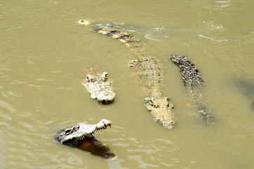Large crocodiles swim in public swamps.