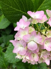 Japan Hyougo Nishiwaki rain hydrangea